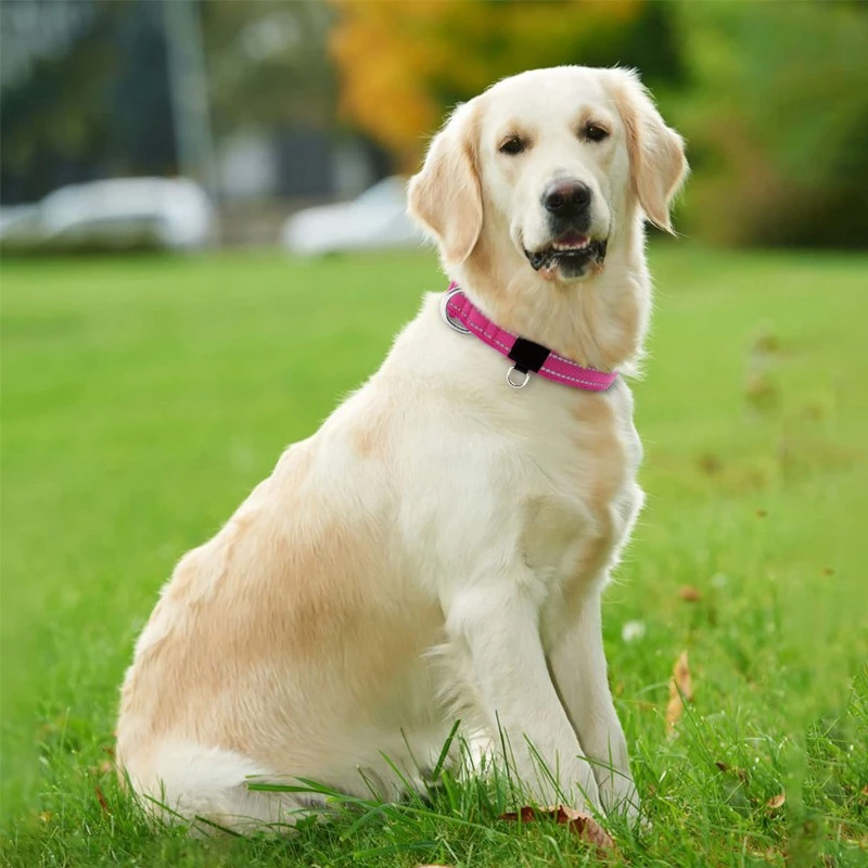 Padded Dog Collars